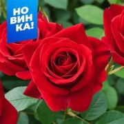 Роза Кисс Кордана/Сем Алт/1шт. в коробке