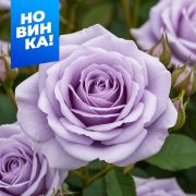 Роза Стерлинг Сенсейшн/Сем Алт/1шт. в коробке