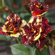 Роза Абра-Кадабра/Сем Алт/1шт. в коробке