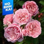 Роза Байландо/Сем Алт/1шт. в коробке