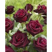 Роза Блек Баккара/Сем Алт/1шт. в коробке