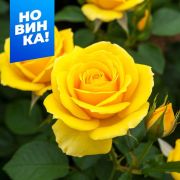 Роза Керио/Сем Алт/1шт. в коробке