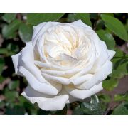 Роза Ломоносов/Сем Алт/1шт. в коробке