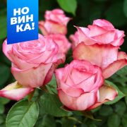 Роза Паулина/Сем Алт/1шт. в коробке