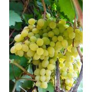 Виноград Восторг/Сем Алт/1шт. в коробке