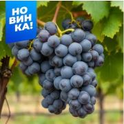 Виноград Звезда Бояринова/Сем Алт/1шт. в коробке