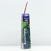 Виноград Кишмиш чёрный/Сем Алт/1шт. в коробке