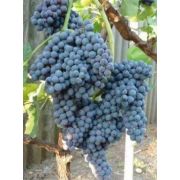 Виноград Память Домбковской/Сем Алт/1шт. в коробке