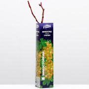 Виноград Триумф/Сем Алт/1шт. в коробке